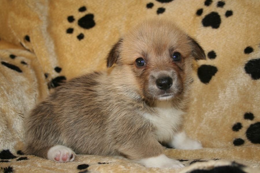 Puppies